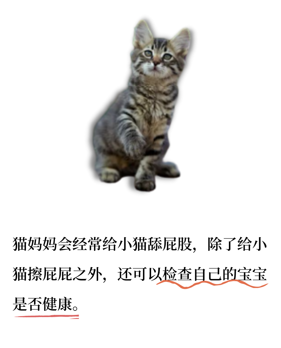 为什么小猫咪都那么重口味呢？