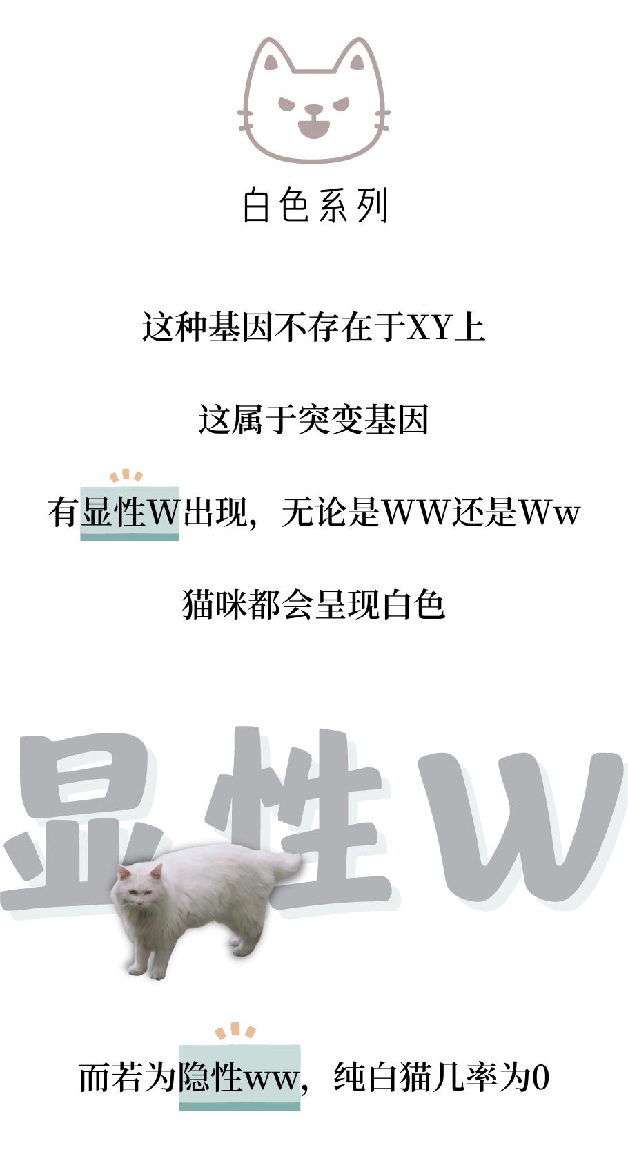 为什么三花猫基本都是母猫？