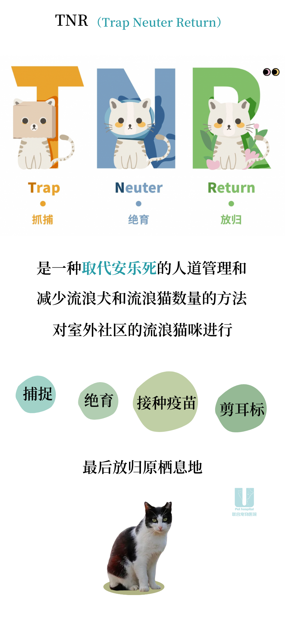 关于流浪猫耳标不得不说的二三事