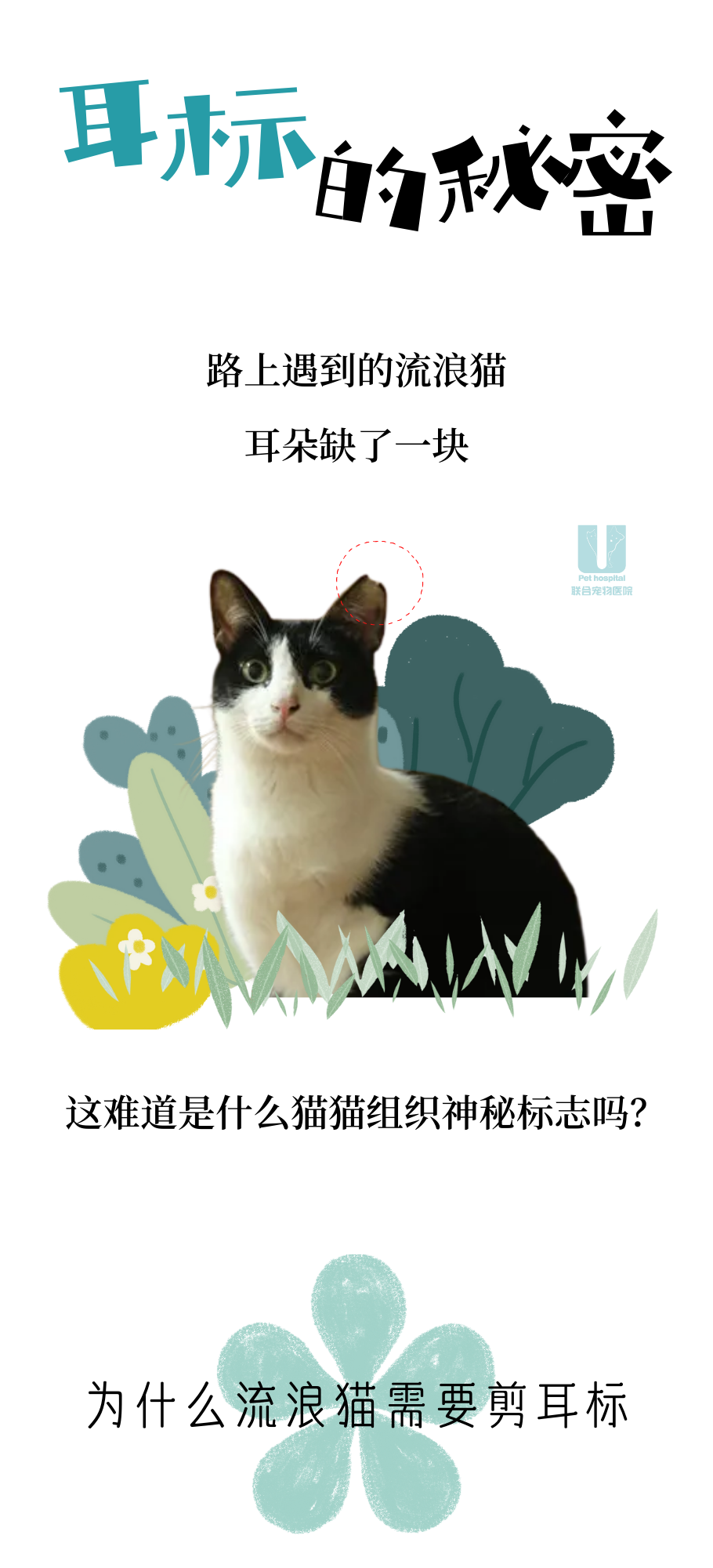 关于流浪猫耳标不得不说的二三事