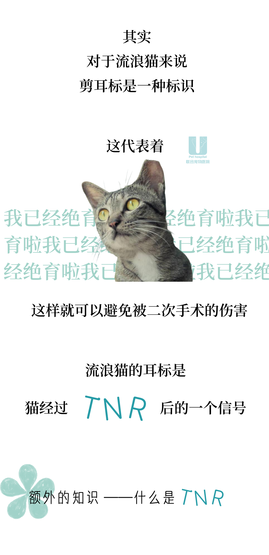 关于流浪猫耳标不得不说的二三事