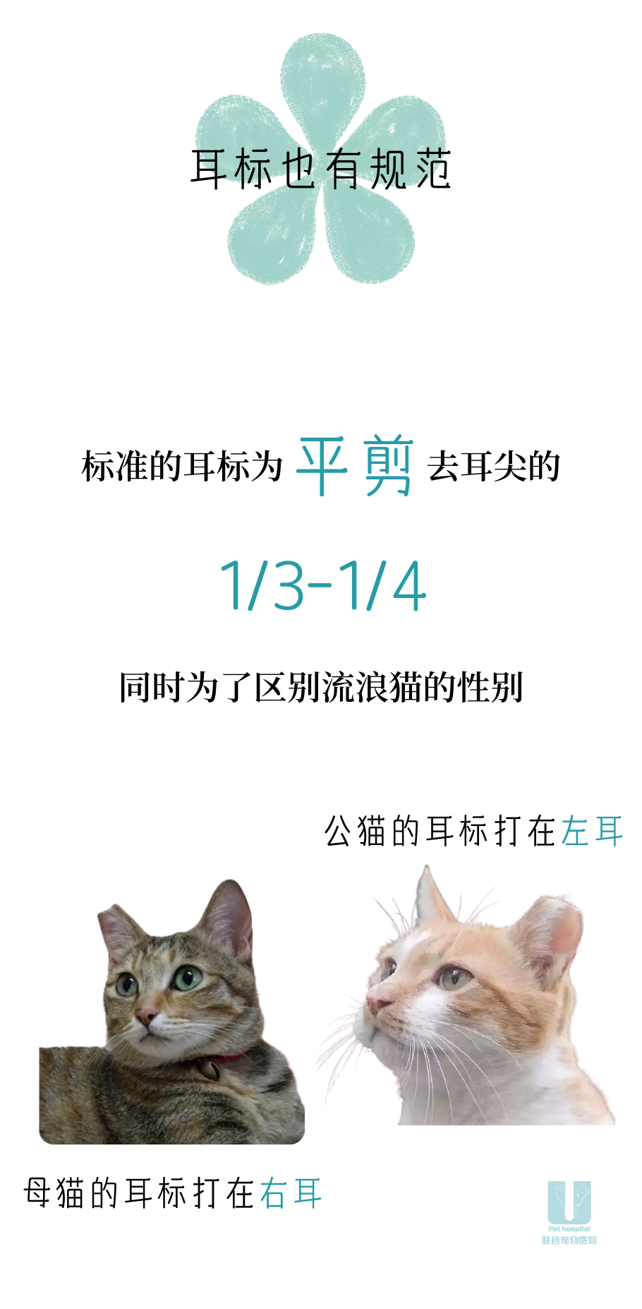 关于流浪猫耳标不得不说的二三事