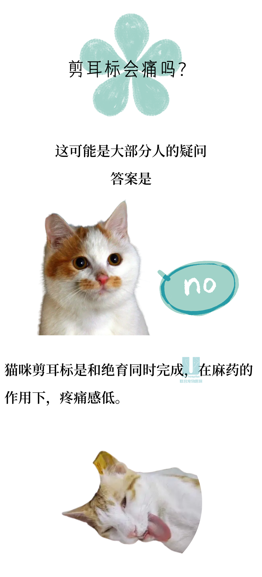 关于流浪猫耳标不得不说的二三事