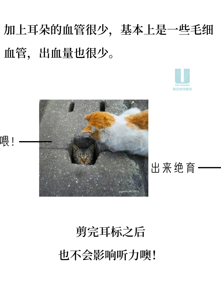 关于流浪猫耳标不得不说的二三事