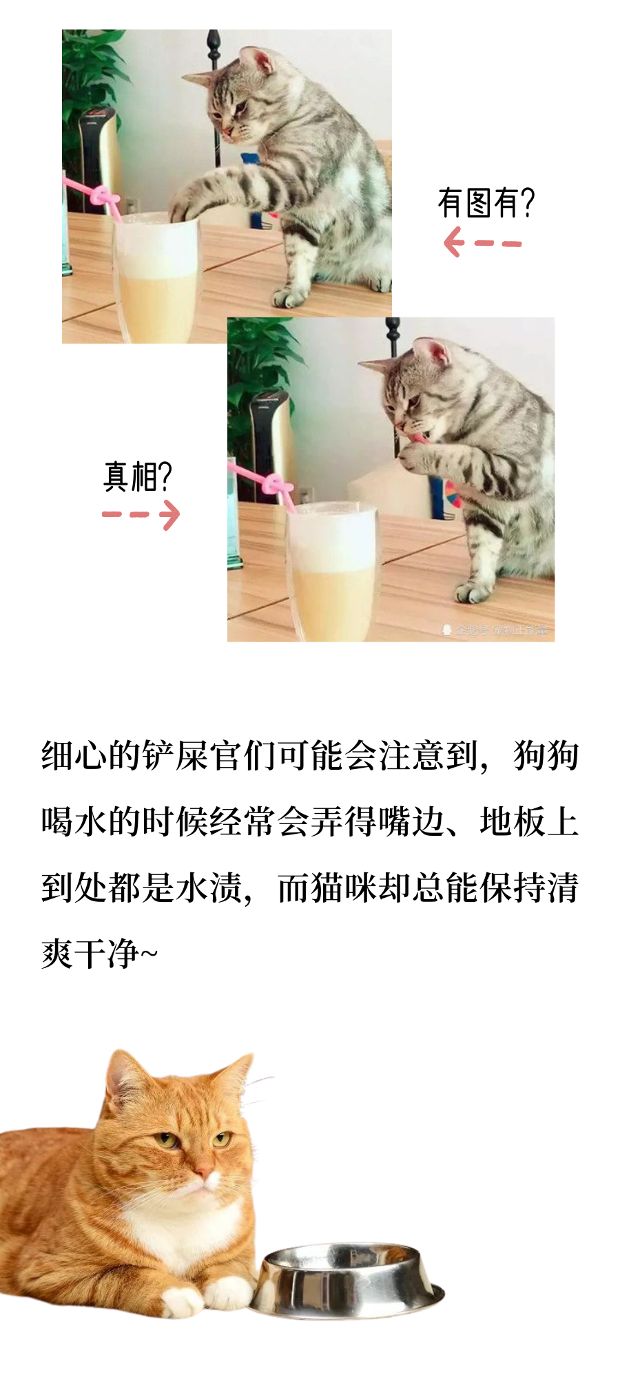 秋天的第一杯奶茶，小猫咪也必须有！