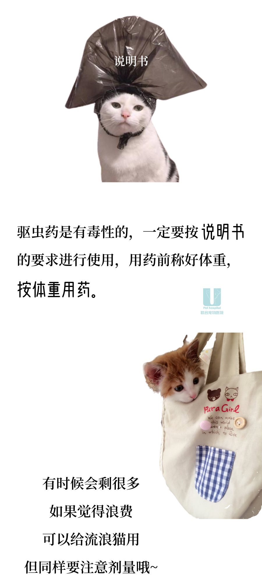 猫咪驱虫那些事儿