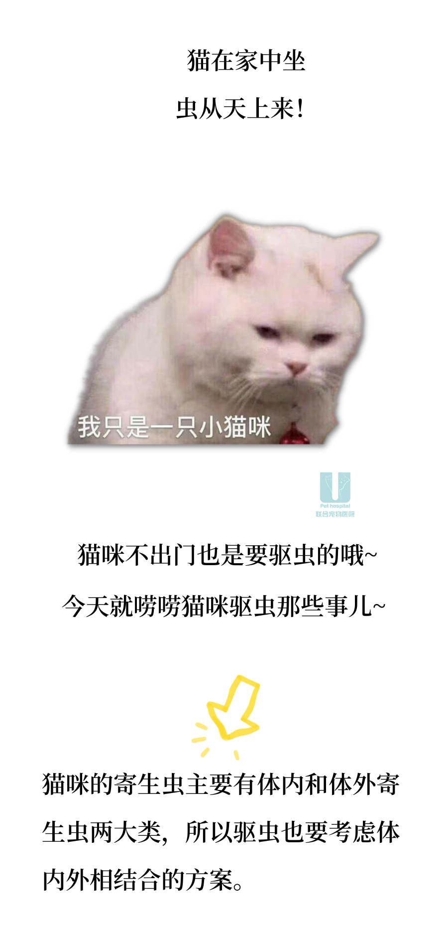 猫咪驱虫那些事儿