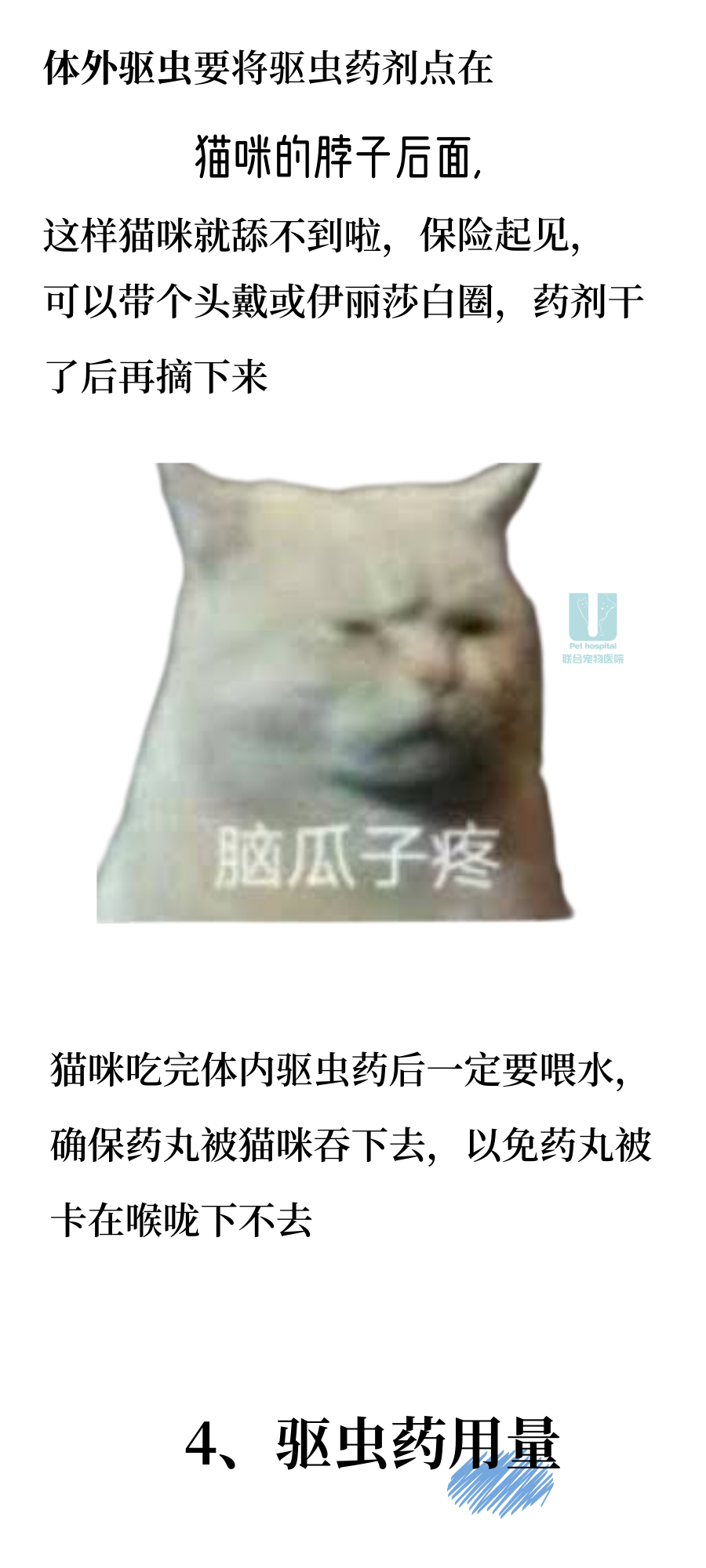 猫咪驱虫那些事儿