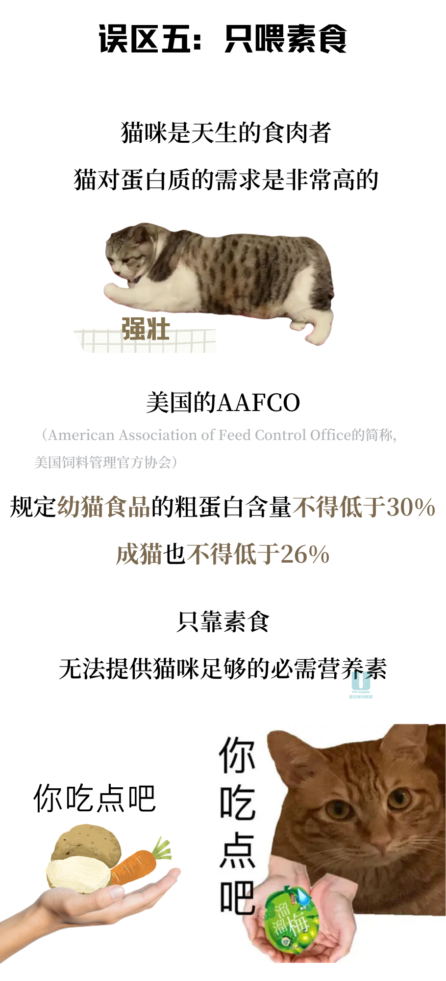 猫咪喂养6大误区！注意了注意了！