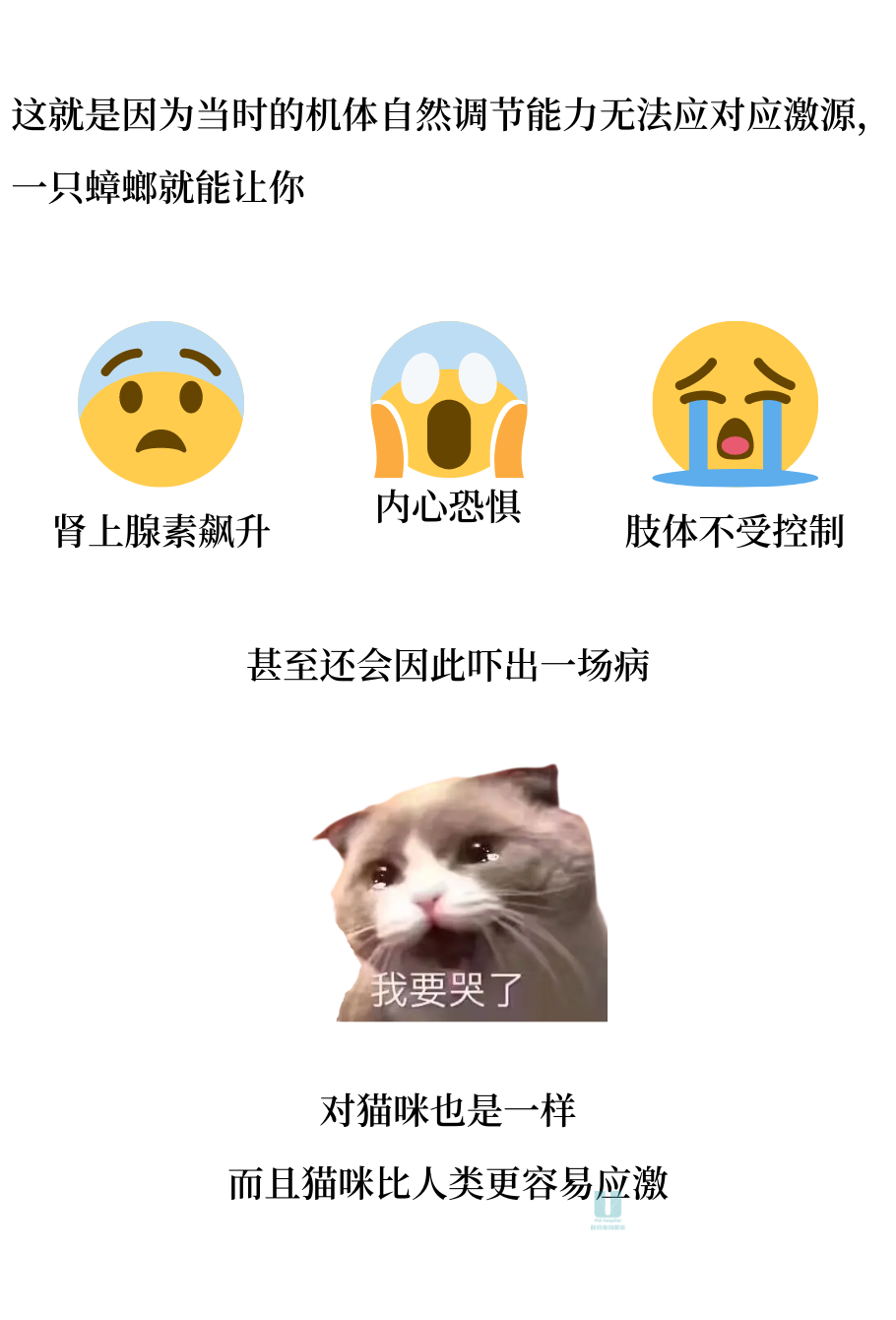 带你深入解析猫咪应激