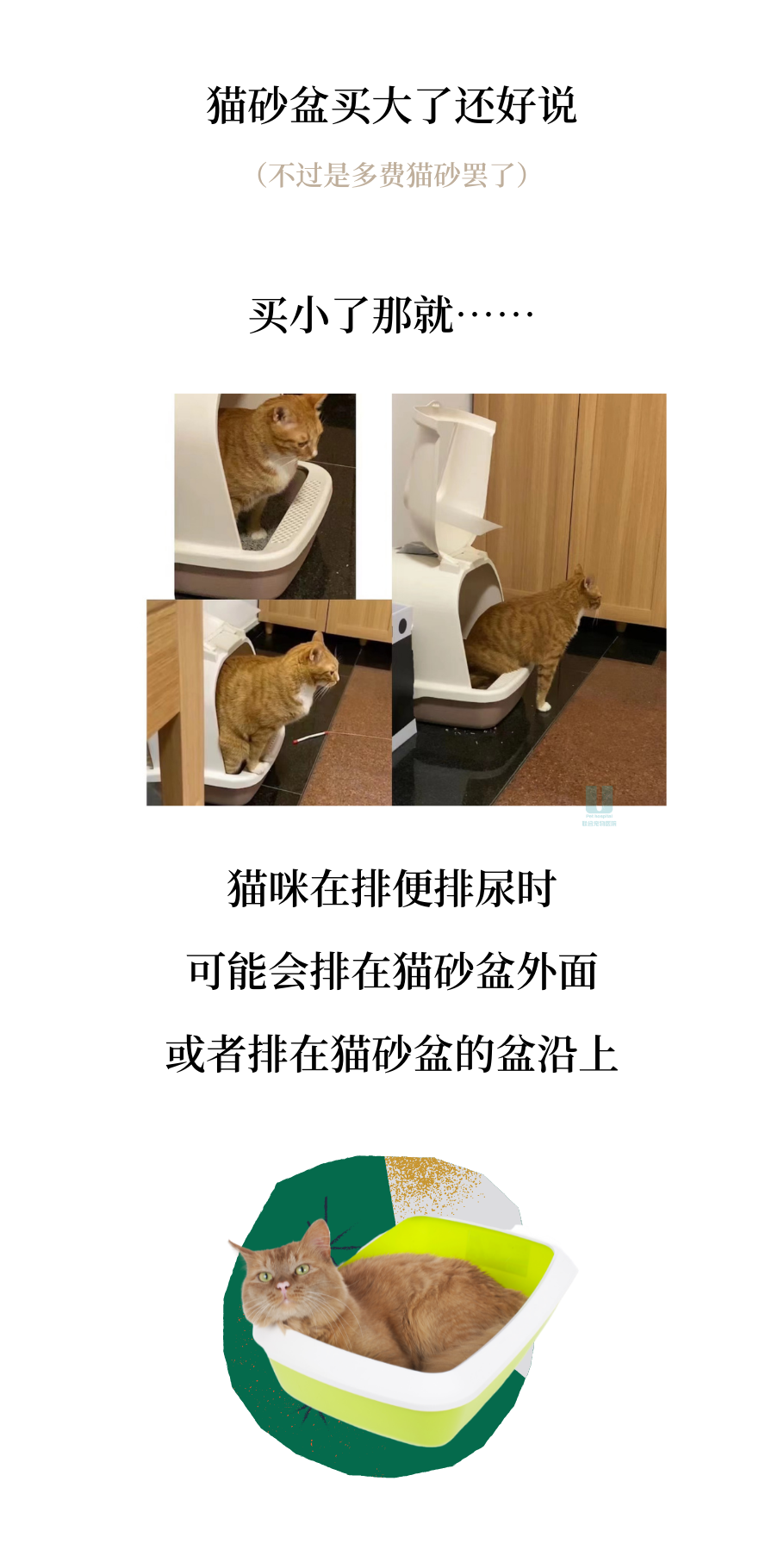 没有尺寸概念的人别轻易养猫，因为……