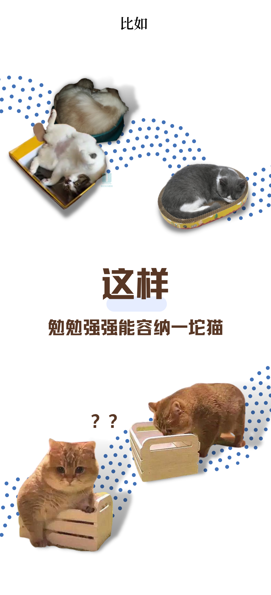 没有尺寸概念的人别轻易养猫，因为……