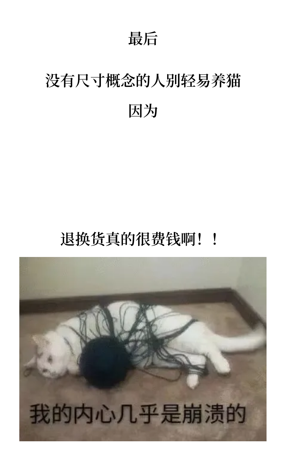 没有尺寸概念的人别轻易养猫，因为……