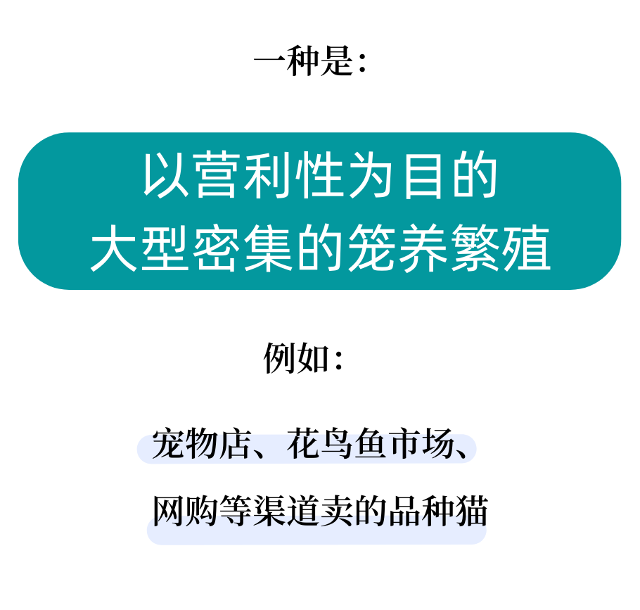 为什么我们建议领养代替购买？