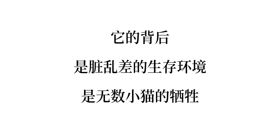 为什么我们建议领养代替购买？