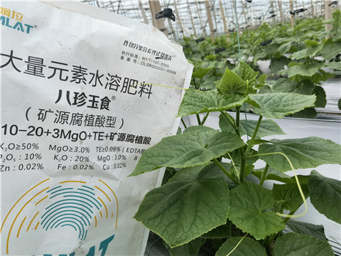 黄瓜种植,经验丰富的经销商告诉你如何选肥 黄瓜种植,经验丰富的经销商告诉你如何选肥