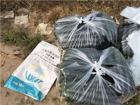 黄瓜种植,经验丰富的经销商告诉你如何选肥 黄瓜种植,经验丰富的经销商告诉你如何选肥