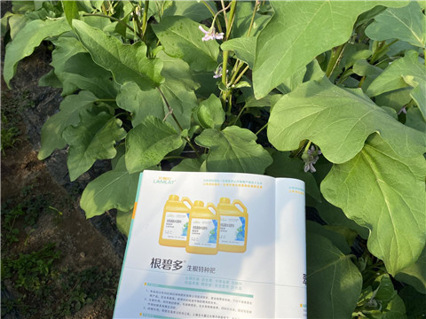 茄子用什么肥料好,花两分钟了解下 茄子用什么肥料好,花两分钟了解下