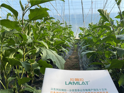 茄子用什么肥料好,花两分钟了解下 茄子用什么肥料好,花两分钟了解下