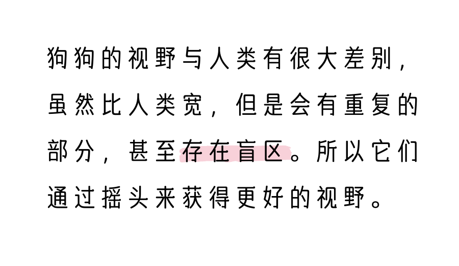 把铲屎官迷得七晕八素的“歪头杀”，狗狗只是单纯的卖萌吗？