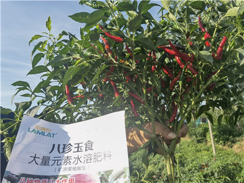 水溶肥很多种植户都喜爱的好肥料，人人都想使用