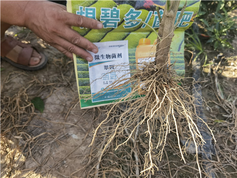 水溶肥，能给种植户带来什么