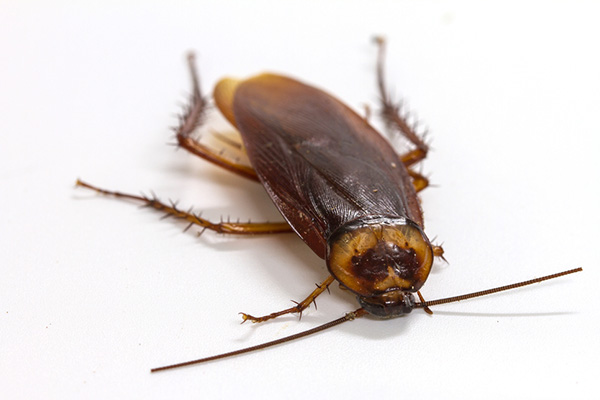 有害生物防治之灭蟑螂的小技巧有哪些？
