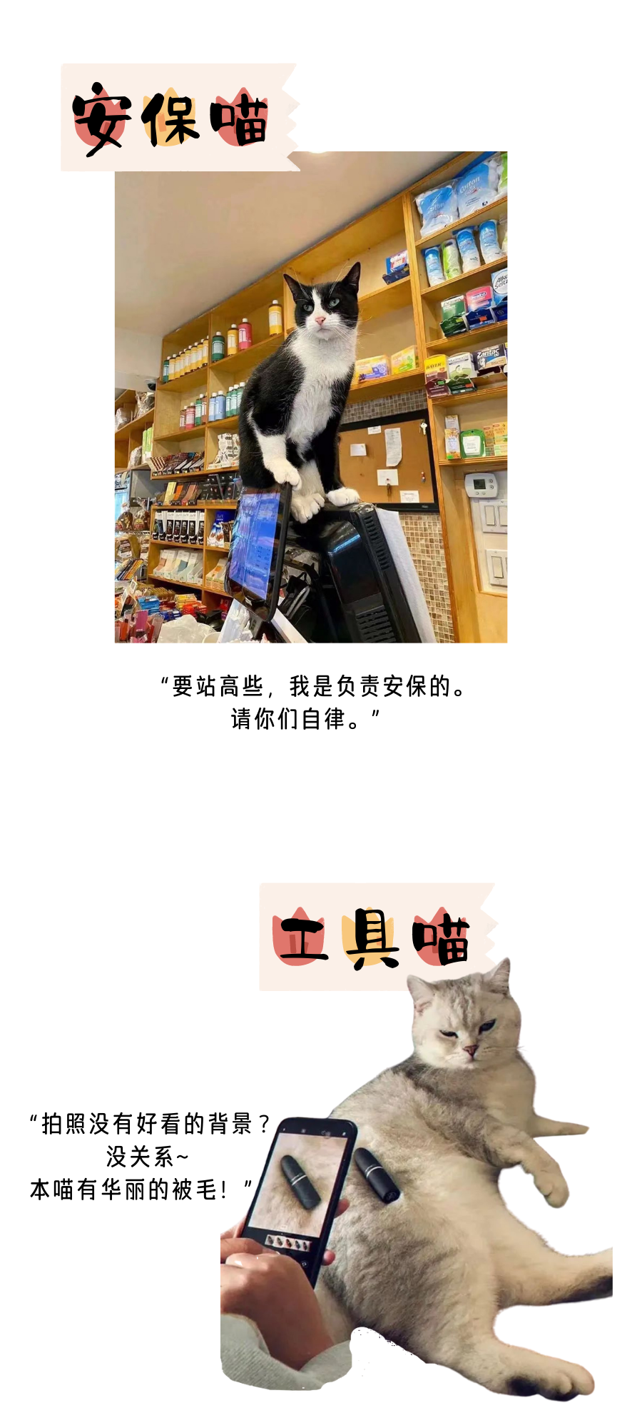 我家猫咪好像在在……在打工？