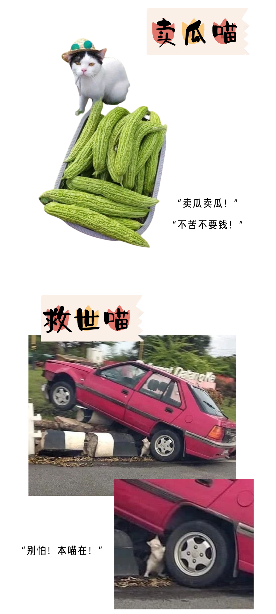 我家猫咪好像在在……在打工？