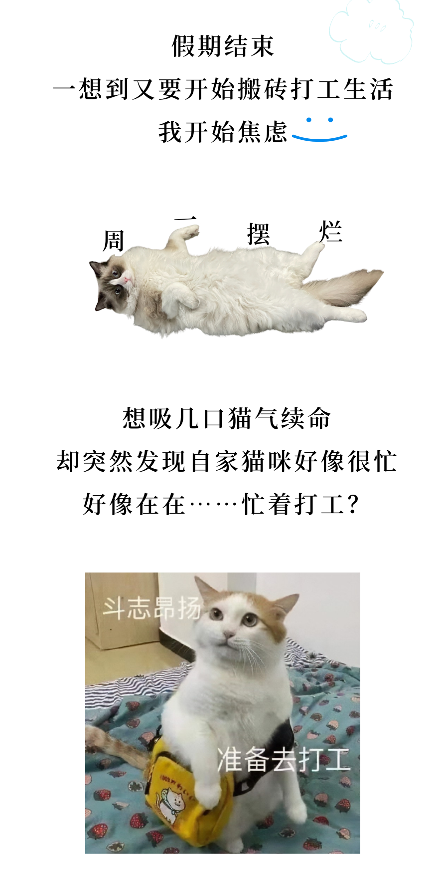 我家猫咪好像在在……在打工？