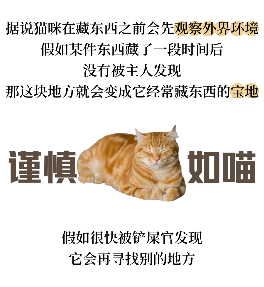 我家猫偷偷摸摸藏东西可能是要离家出走了