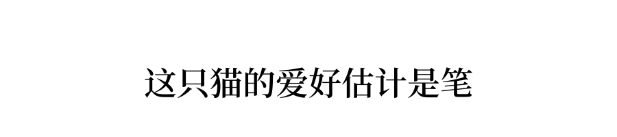 我家猫偷偷摸摸藏东西可能是要离家出走了