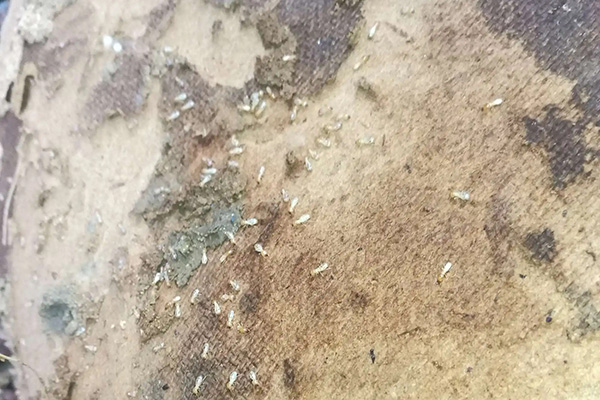 家里被白蚁破坏的很严重，该怎办，如何才能消灭它们？