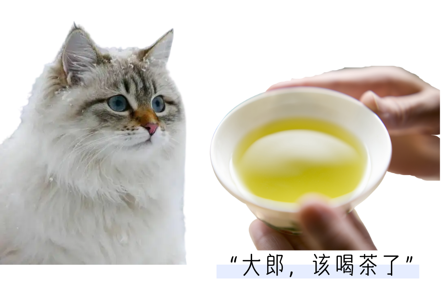 猫咪骗水大全！超全！非常全！