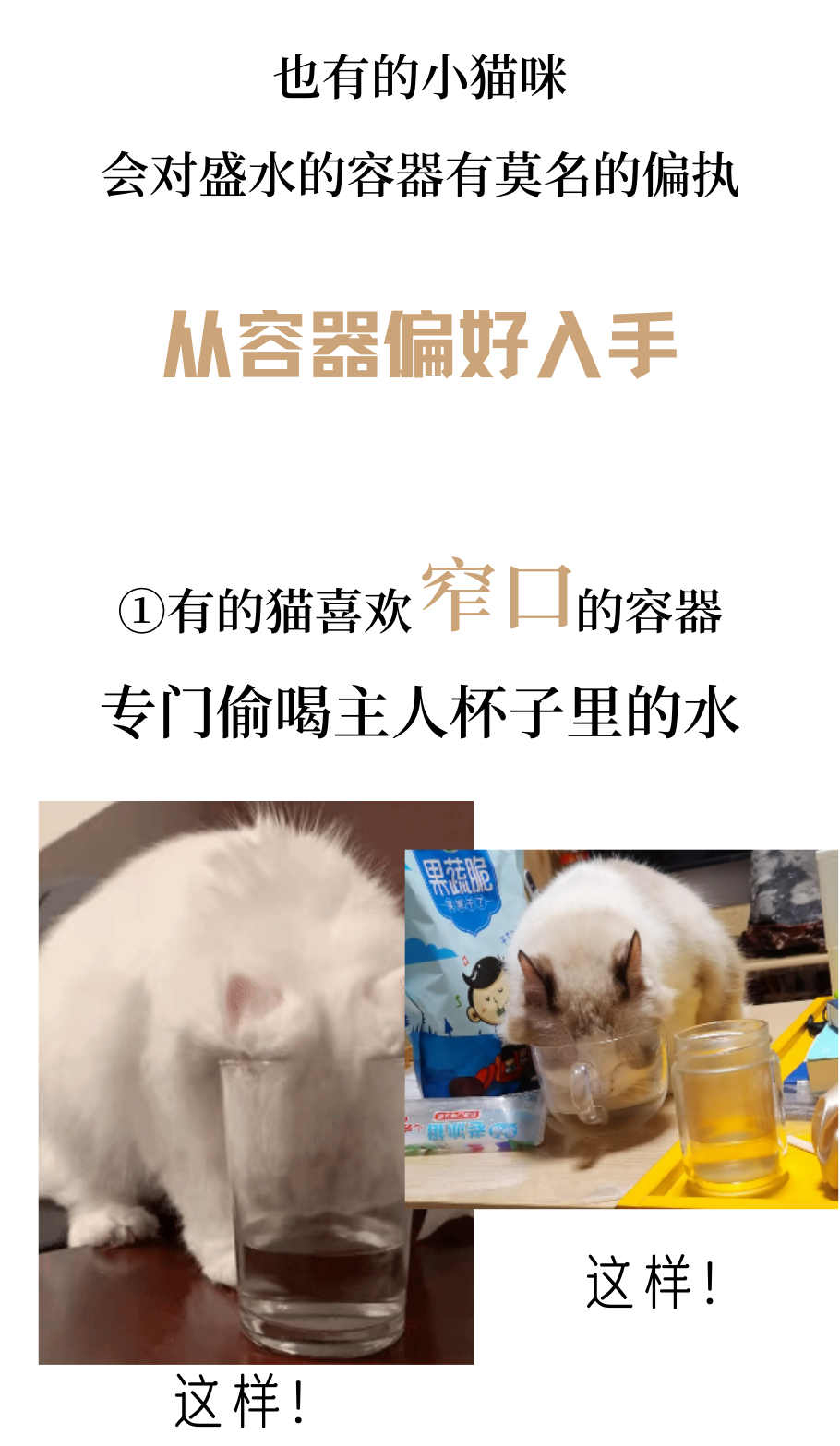 猫咪骗水大全！超全！非常全！