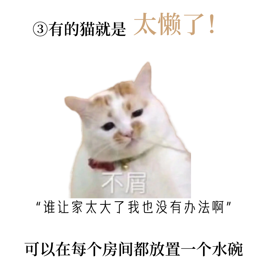 猫咪骗水大全！超全！非常全！