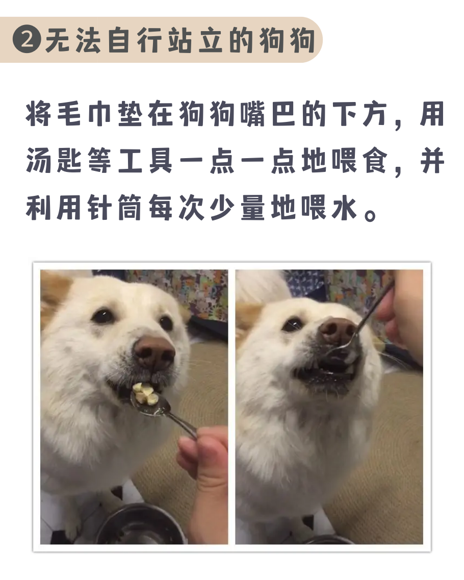 三个技巧教你照顾高龄狗狗！