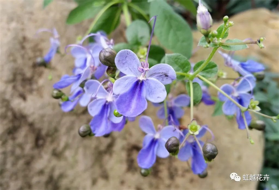 清新梦幻，一年开花300天的“蓝色蝴蝶”究竟有多可爱？