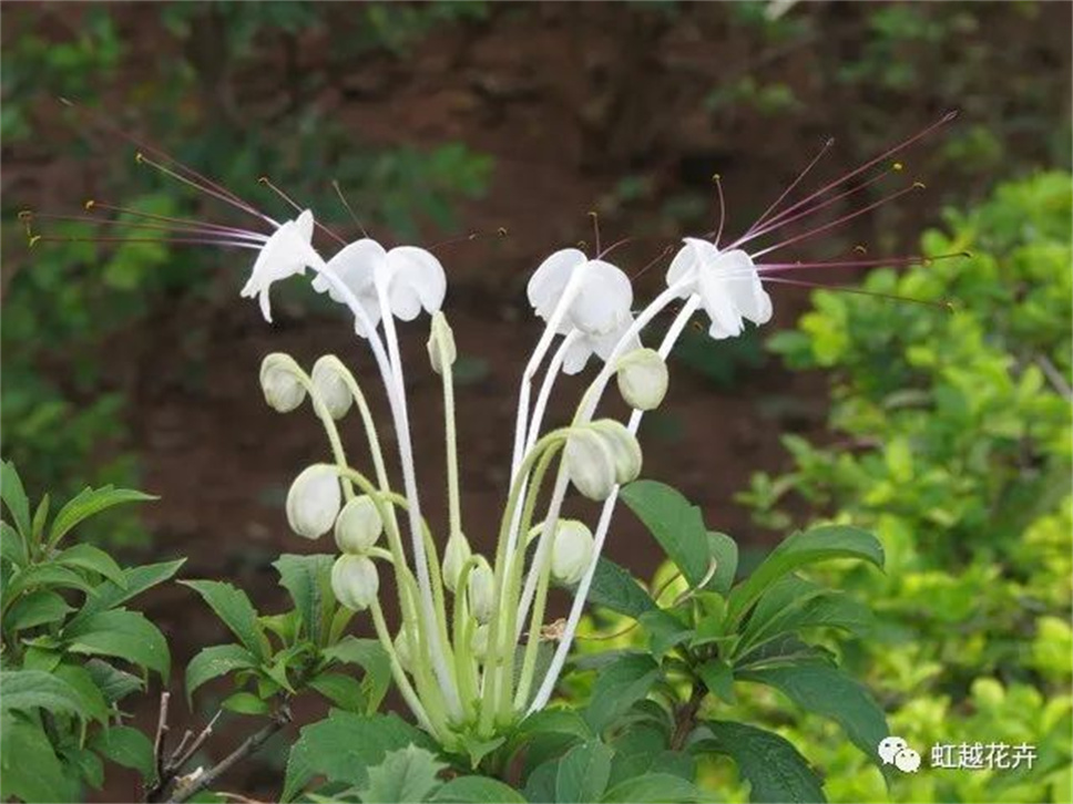 清新梦幻，一年开花300天的“蓝色蝴蝶”究竟有多可爱？