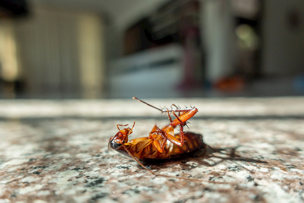 饭店蟑螂很多怎么办，如何能够快速消灭它们？