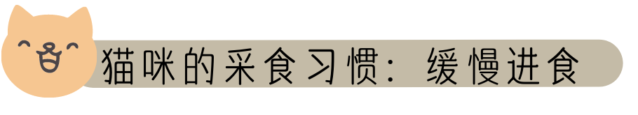 猫咪狗狗吃饭习惯差异