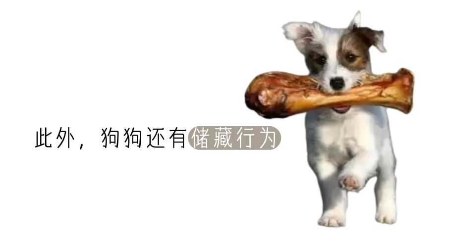 猫咪狗狗吃饭习惯差异