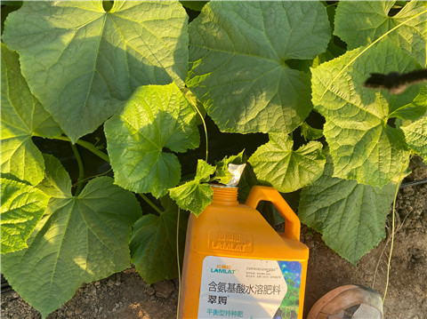 黄瓜追肥用什么肥料好？陈大哥的分享