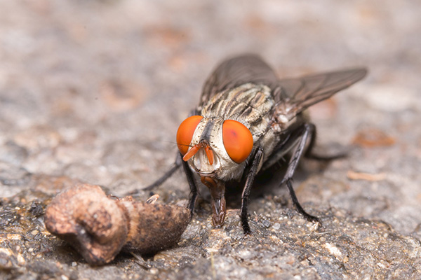 家里苍蝇很多，该怎么办，如何才能消灭它们？