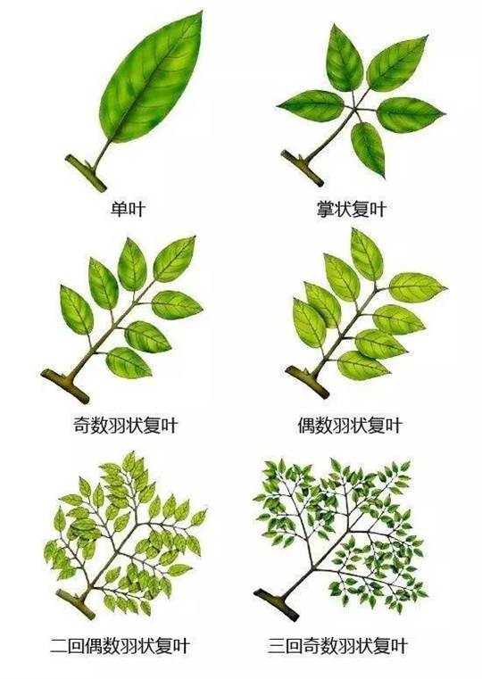 超全植物形态图解，教你速成植物小达人！（珍藏版）