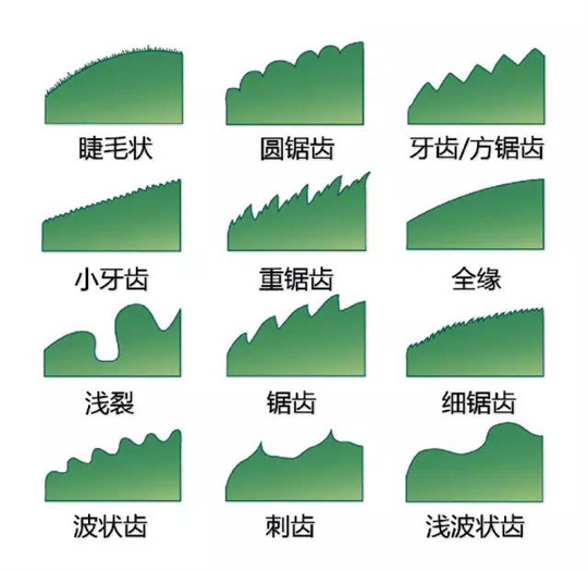 超全植物形态图解，教你速成植物小达人！（珍藏版）