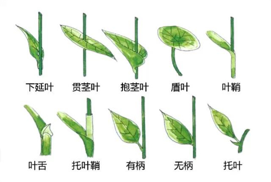 超全植物形态图解，教你速成植物小达人！（珍藏版）