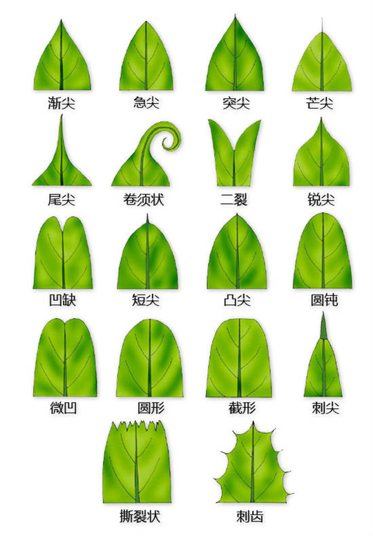 超全植物形态图解，教你速成植物小达人！（珍藏版）