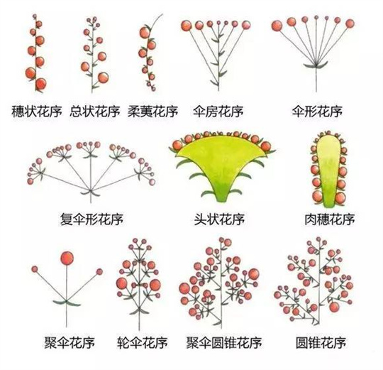 超全植物形态图解，教你速成植物小达人！（珍藏版）