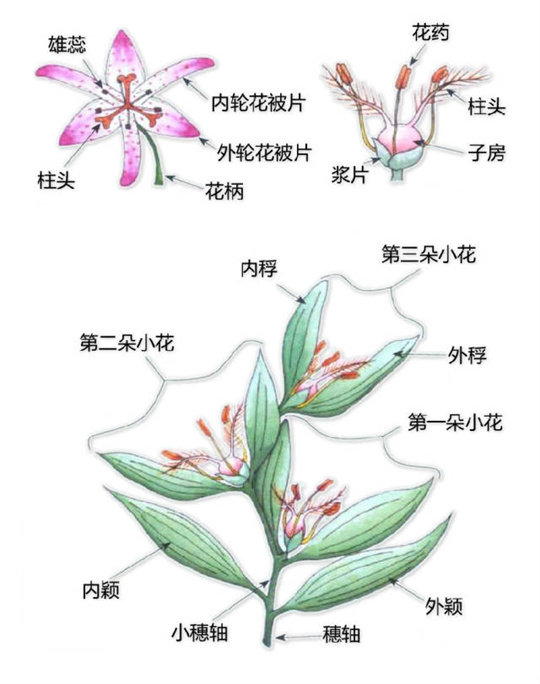 超全植物形态图解，教你速成植物小达人！（珍藏版）